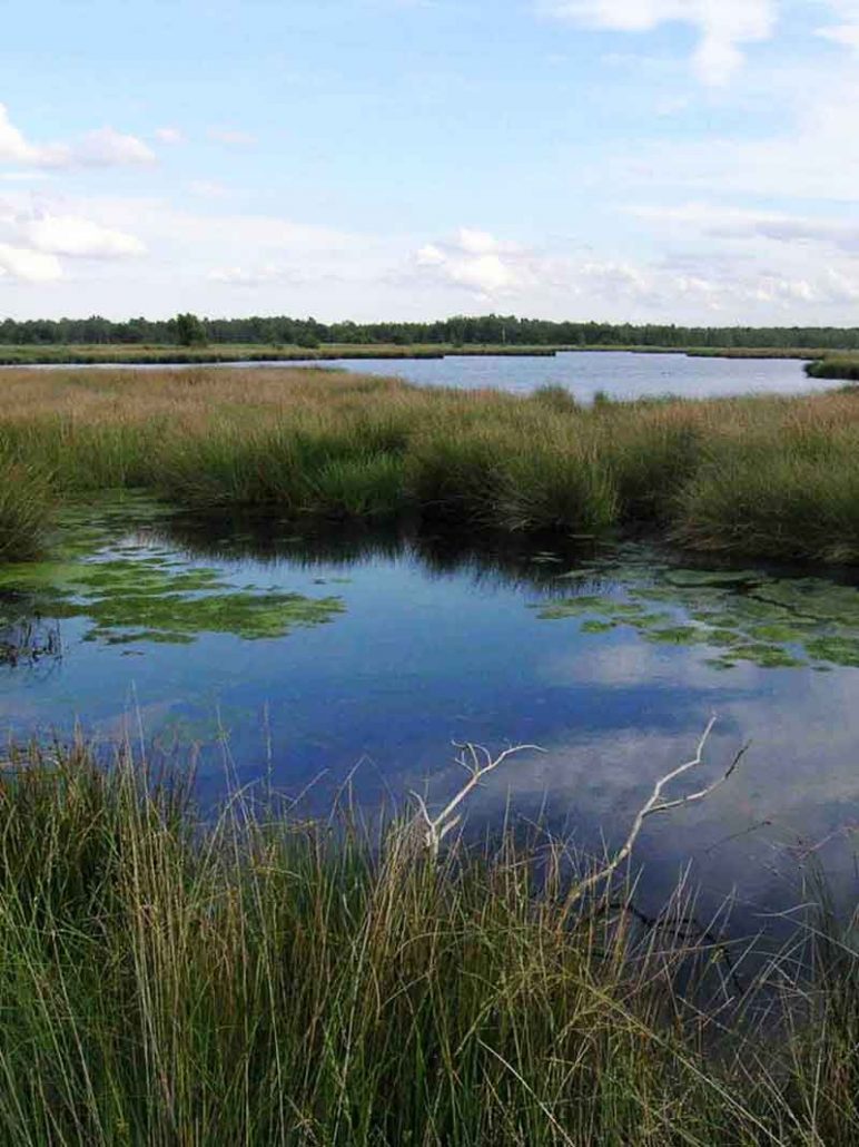 Nationaal Park De Groote Peel - Vakantie in Limburg