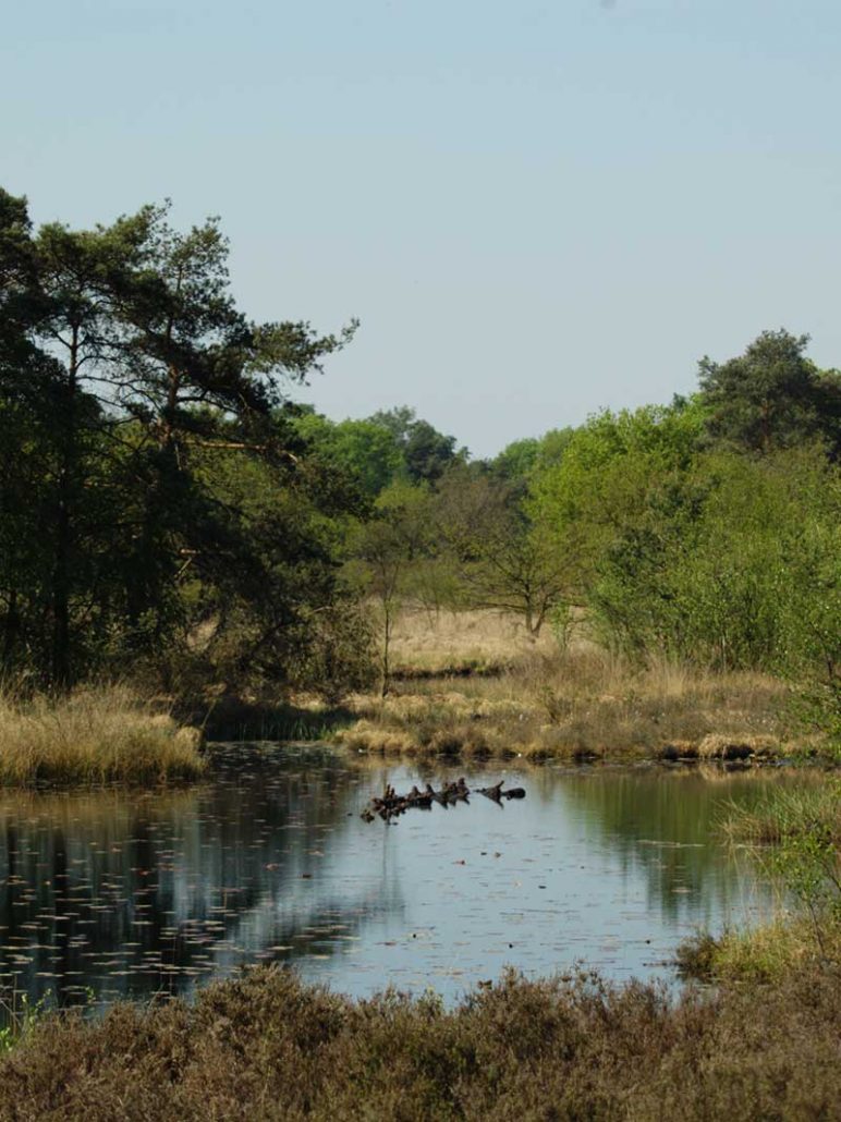Nationaal Park De Meinweg - Roerdalen