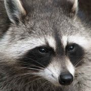 Wasbeer familie gespot in Limburg