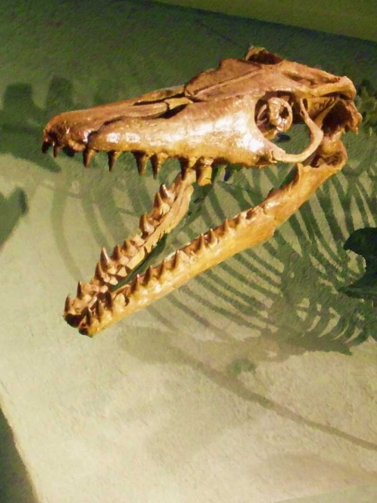 Natuurhistorisch Museum - Maastricht = Vakantie in Limburg