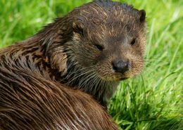 Otter is gezien in Midden-Limburg - Vakantie in Limburg