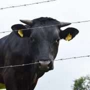 Lim­burg wil meer rechtstreeks van de boer