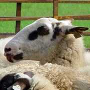 Natuurmonumenten en VVV Zuid-Limburg vieren samen de lente