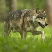 Op­nieuw een wolf in Lim­burg?