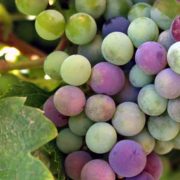 'Limburgse wijnstraat' moet toeristen naar wijnboeren lokken