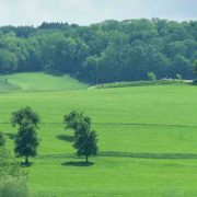 Limburg krijgt er één miljoen bomen bij