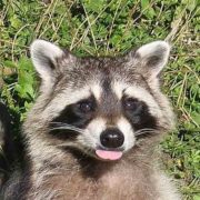Eerste wilde wasbeertje gevangen in Limburg