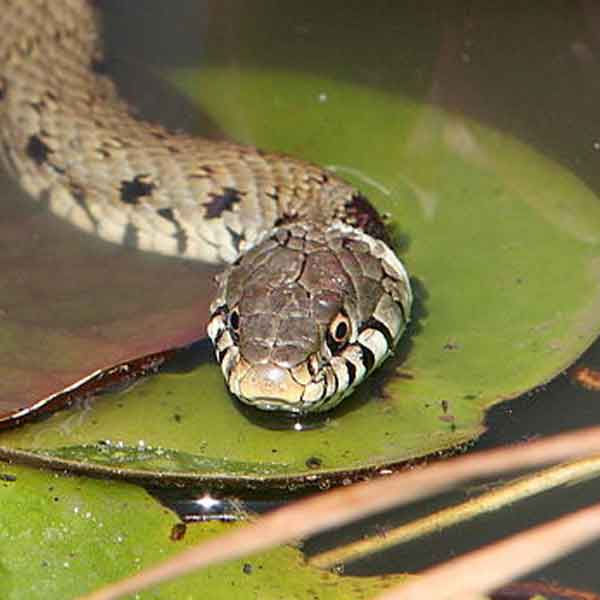 Ringslang en gladde slang meer te zien in Zuid-Limburg - Vakantie in Limburg