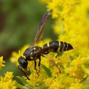 Ruim 200 soorten planten en dieren voor het eerst gespot in Limburg in 2020