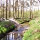 Weerterbos is 5,5 hectare bos rijker