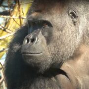 Gorilla Update: GaiaZOO